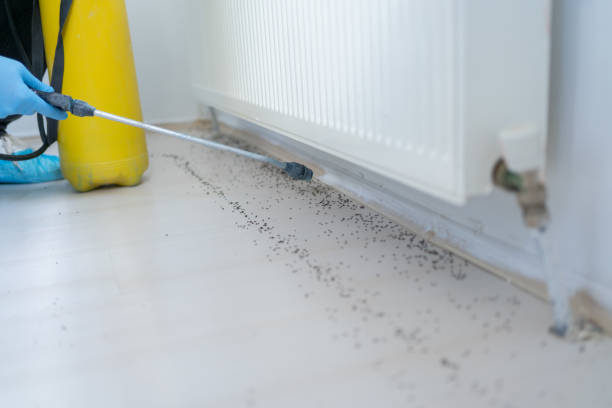 Best Best Pest Control Companies  in Black River, NY